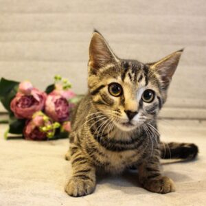 кот барс из приюта