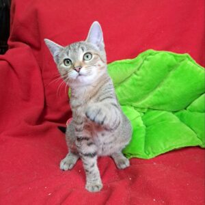 дженис кошка из приюта