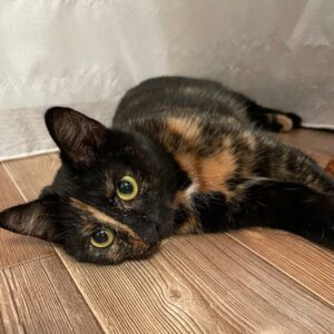 миледи кошка из приюта