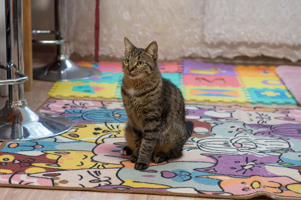 Тарья кошка из приюта