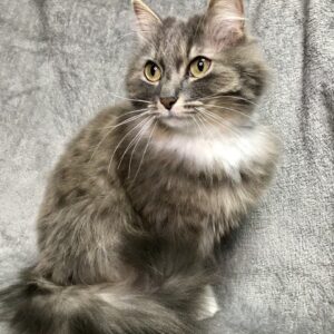 Кошка Гермиона из приюта