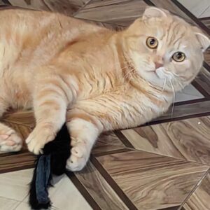Кот Персей из приюта