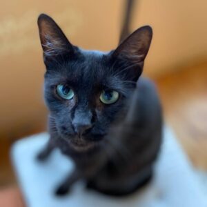Жасмин кошка из приюта