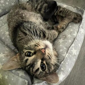 Женька кошка из приюта