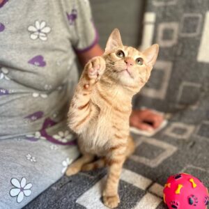 Грильяж кот из приюта