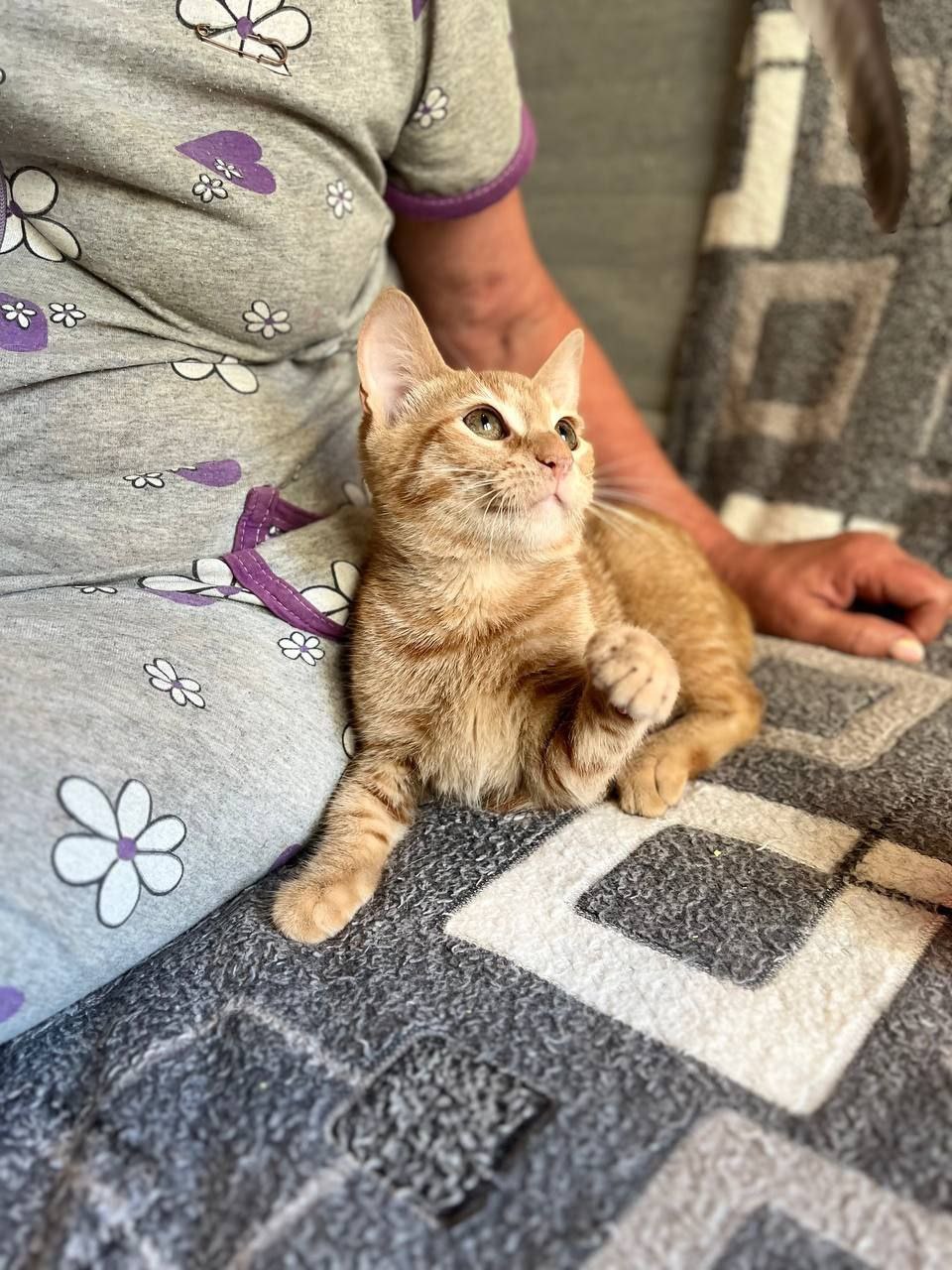 Грильяж кот из приюта