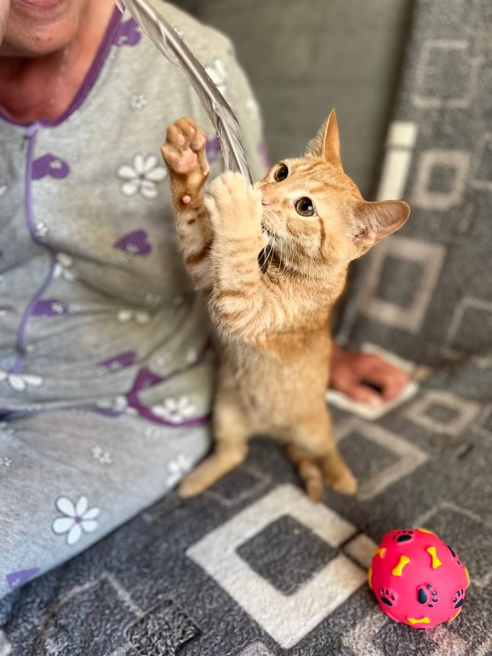 Грильяж кот из приюта