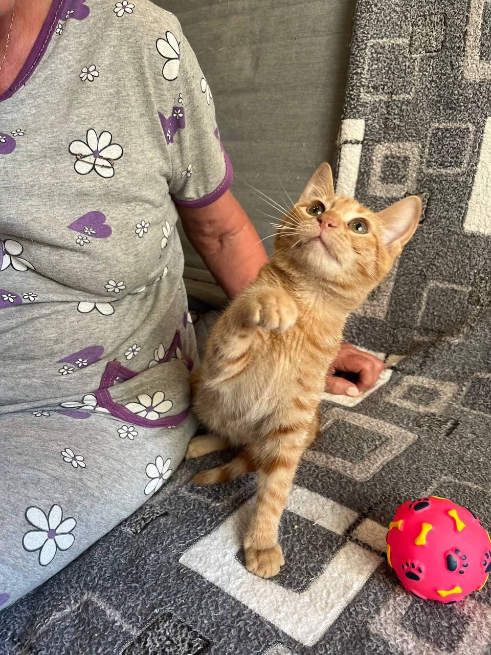 Грильяж кот из приюта