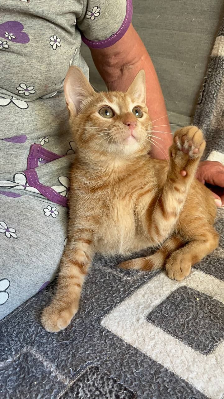 Грильяж кот из приюта