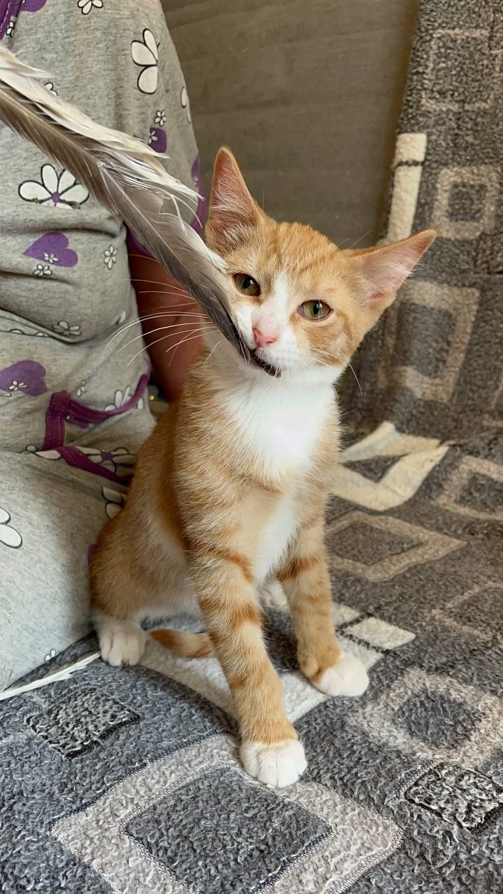 Каракум кот из приюта
