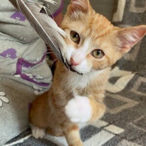 Каракум кот из приюта