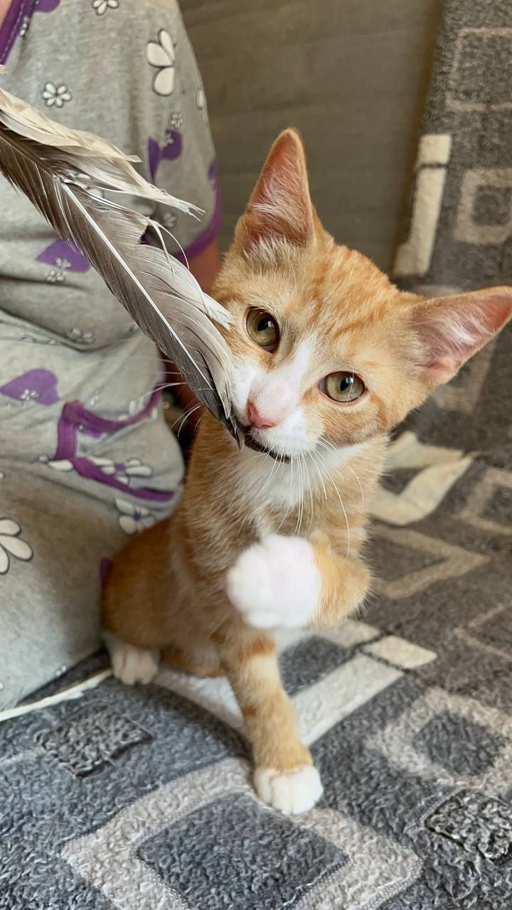 Каракум кот из приюта