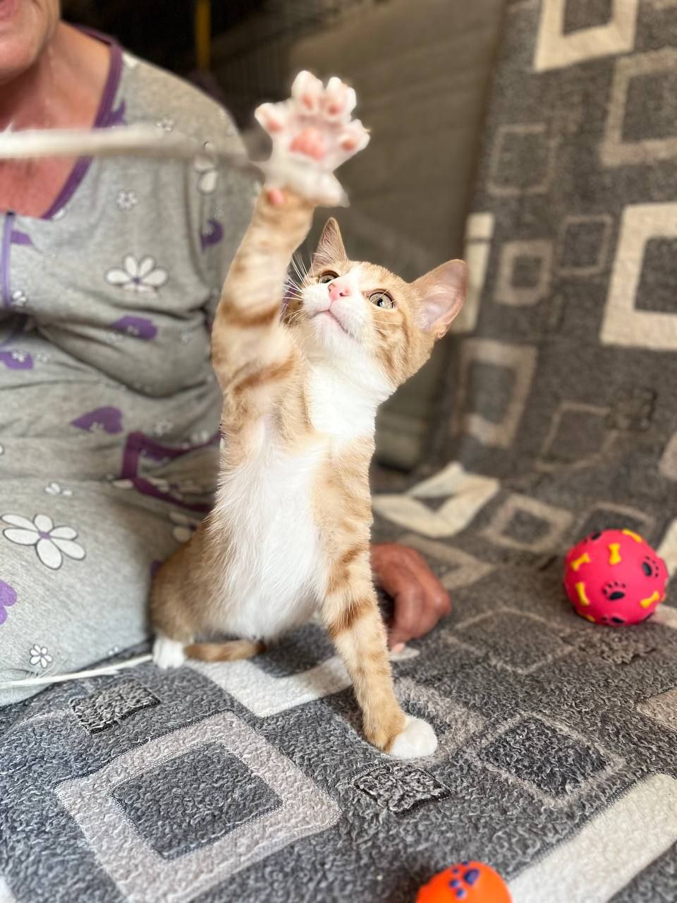 Каракум кот из приюта