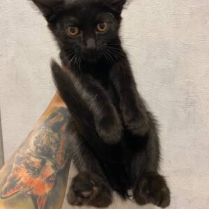 Медея кошка из приюта