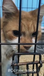 остин кот из приюта