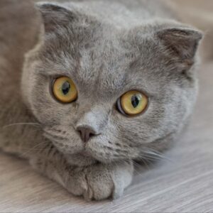 пухля кошка из приюта