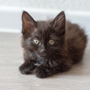 Тучка кошка из приюта