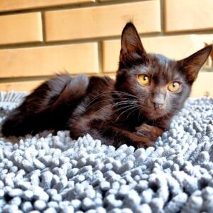 Ахиллес кот из приюта