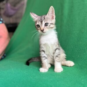 Альзир кот из приюта