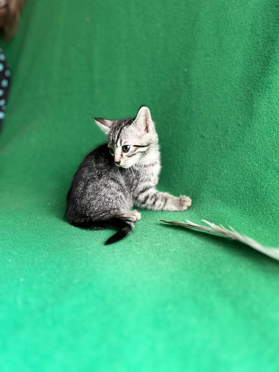 Атлас кот из приюта