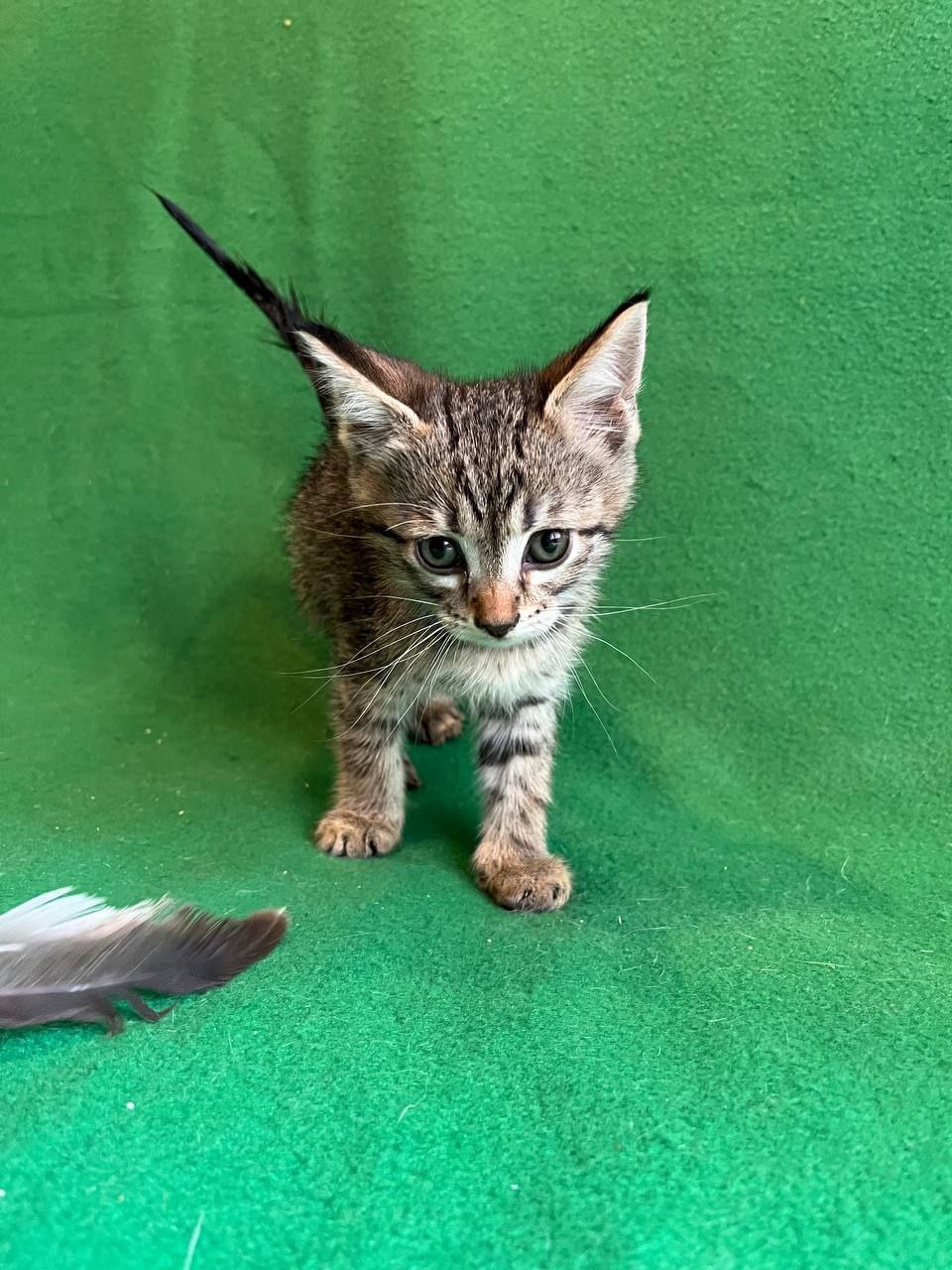 Атлас кот из приюта