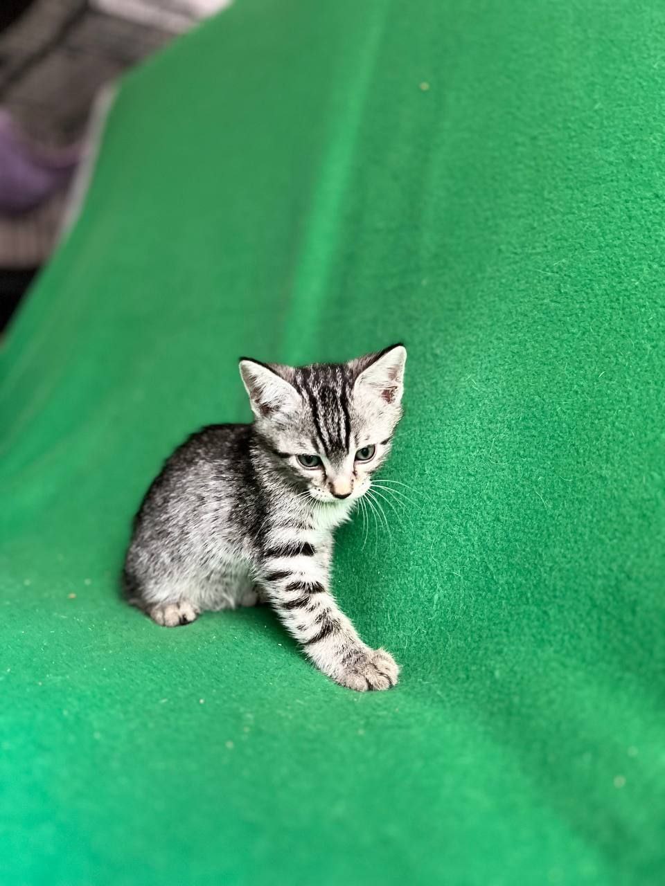 Атлас кот из приюта