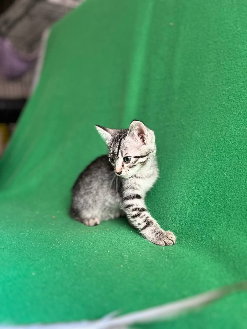 Атлас кот из приюта