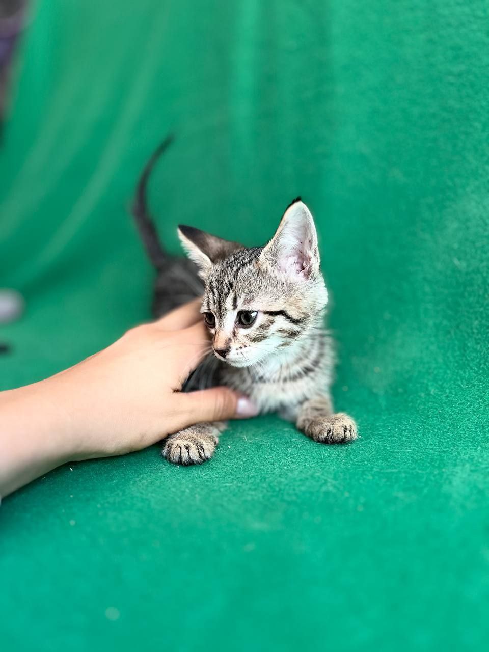 Атлас кот из приюта