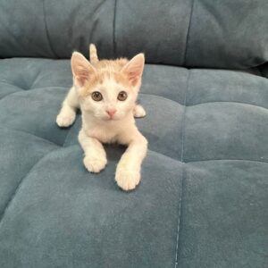 Барни кот из приюта