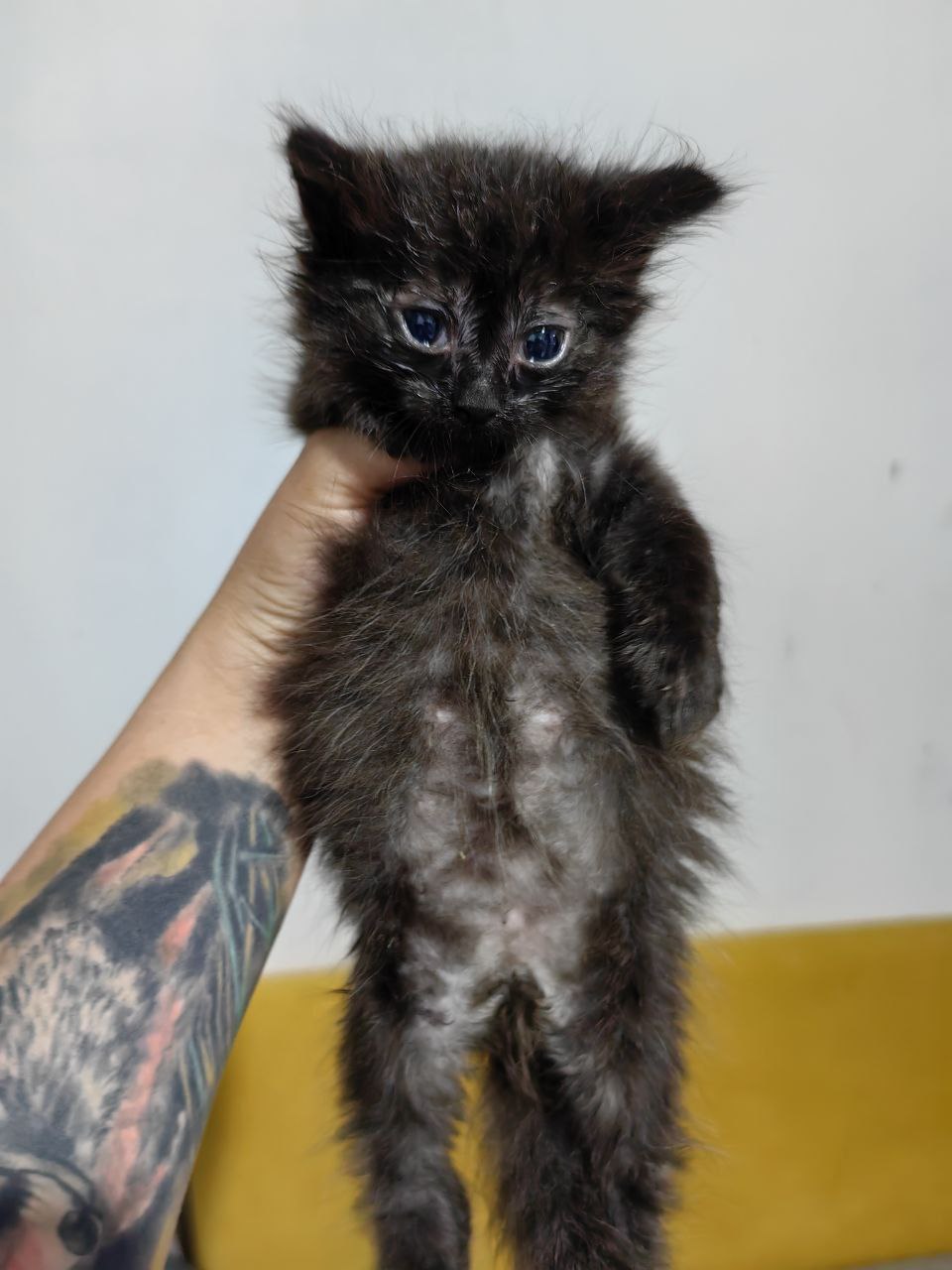 Кот Бегемот из приюта