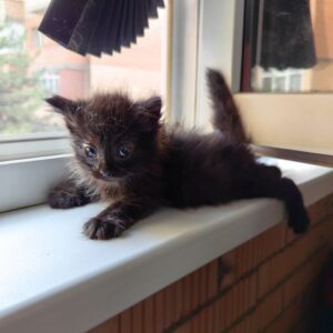 Кот Бегемот из приюта
