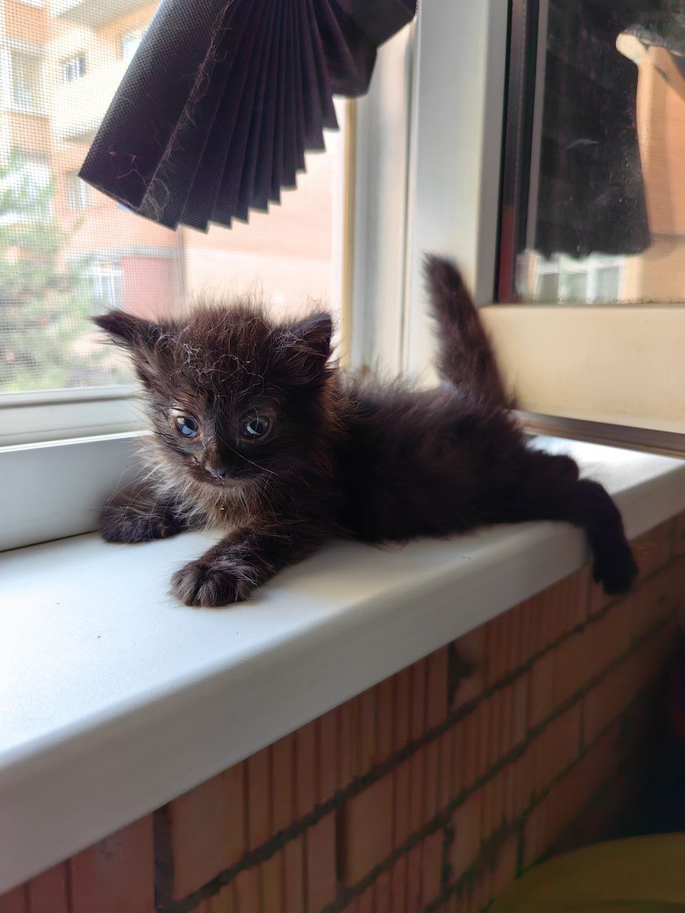 Кот Бегемот из приюта