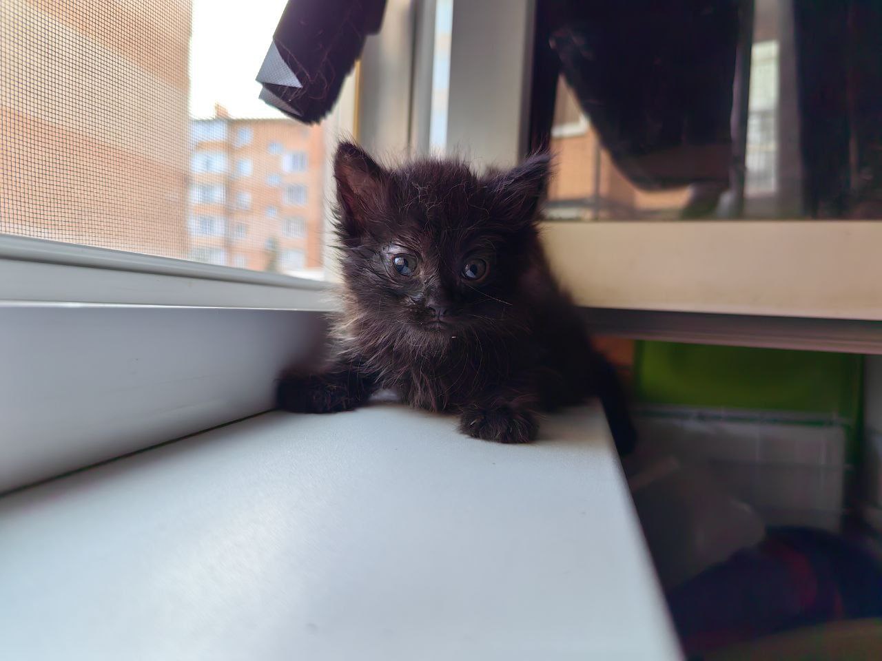 Кот Бегемот из приюта