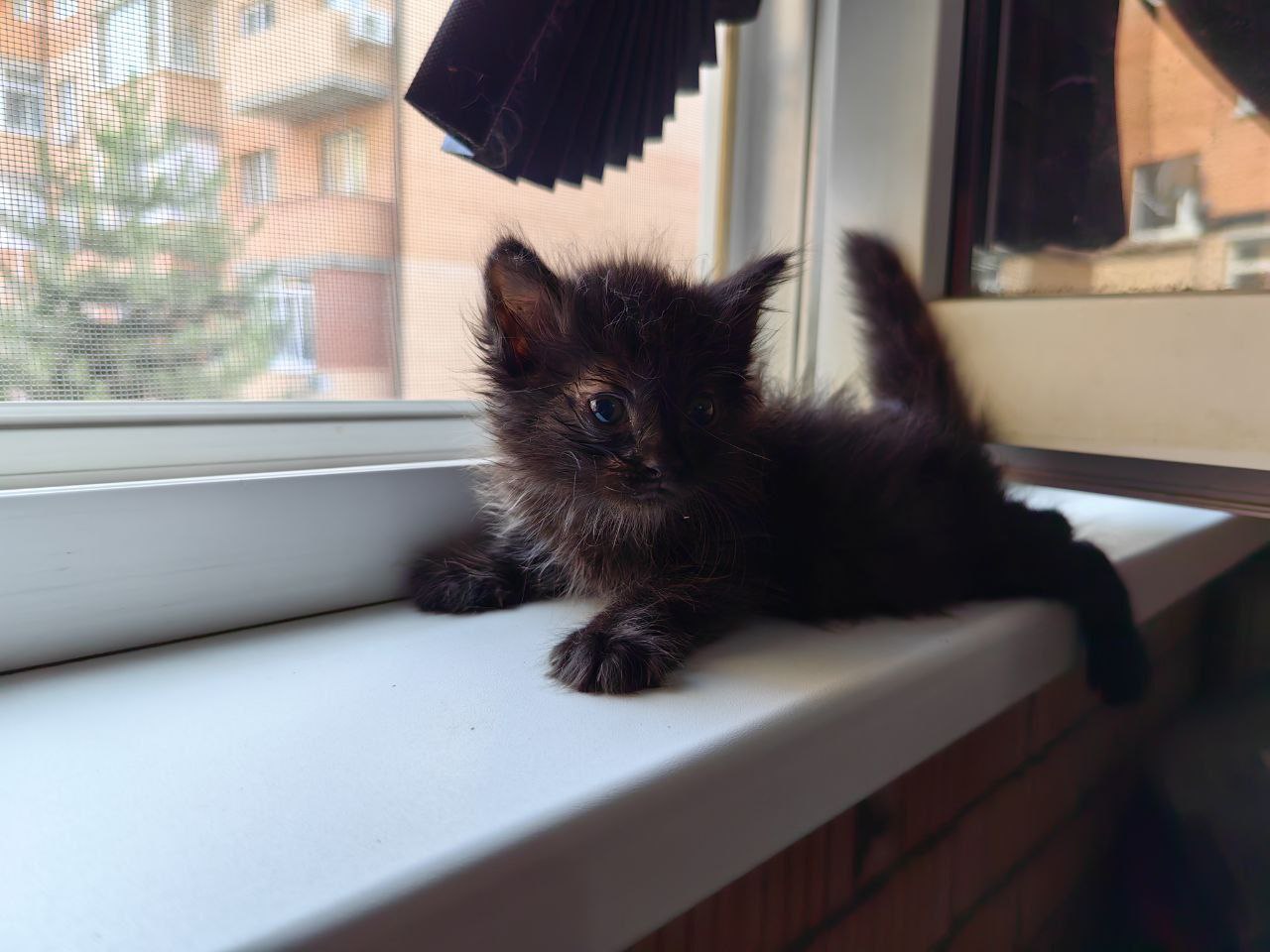 Кот Бегемот из приюта