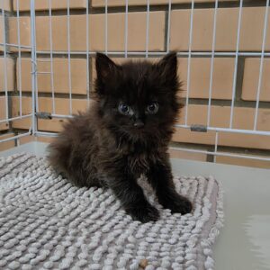 Дрёма кошка из приюта