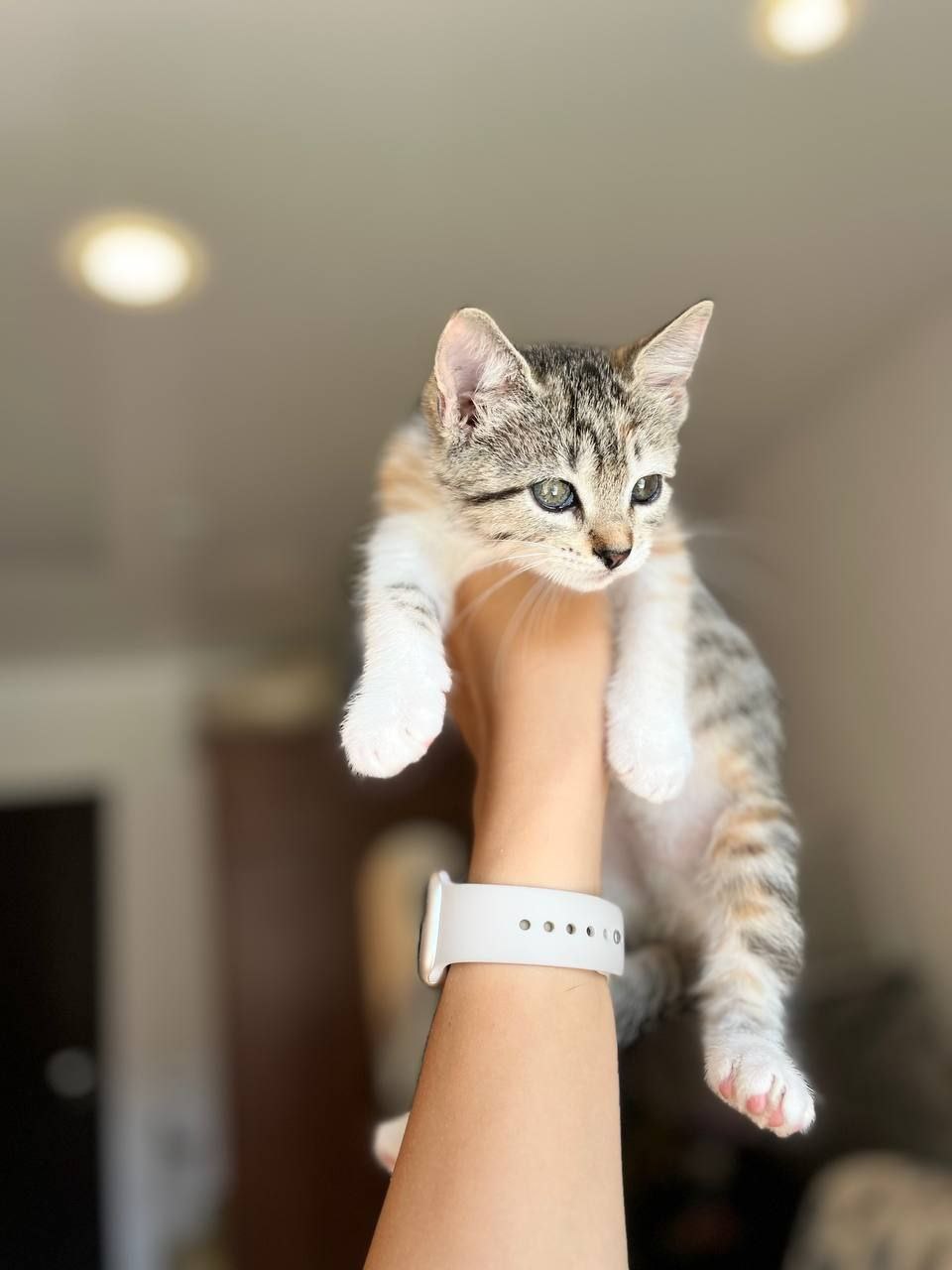 Гвоздика кошка из приюта