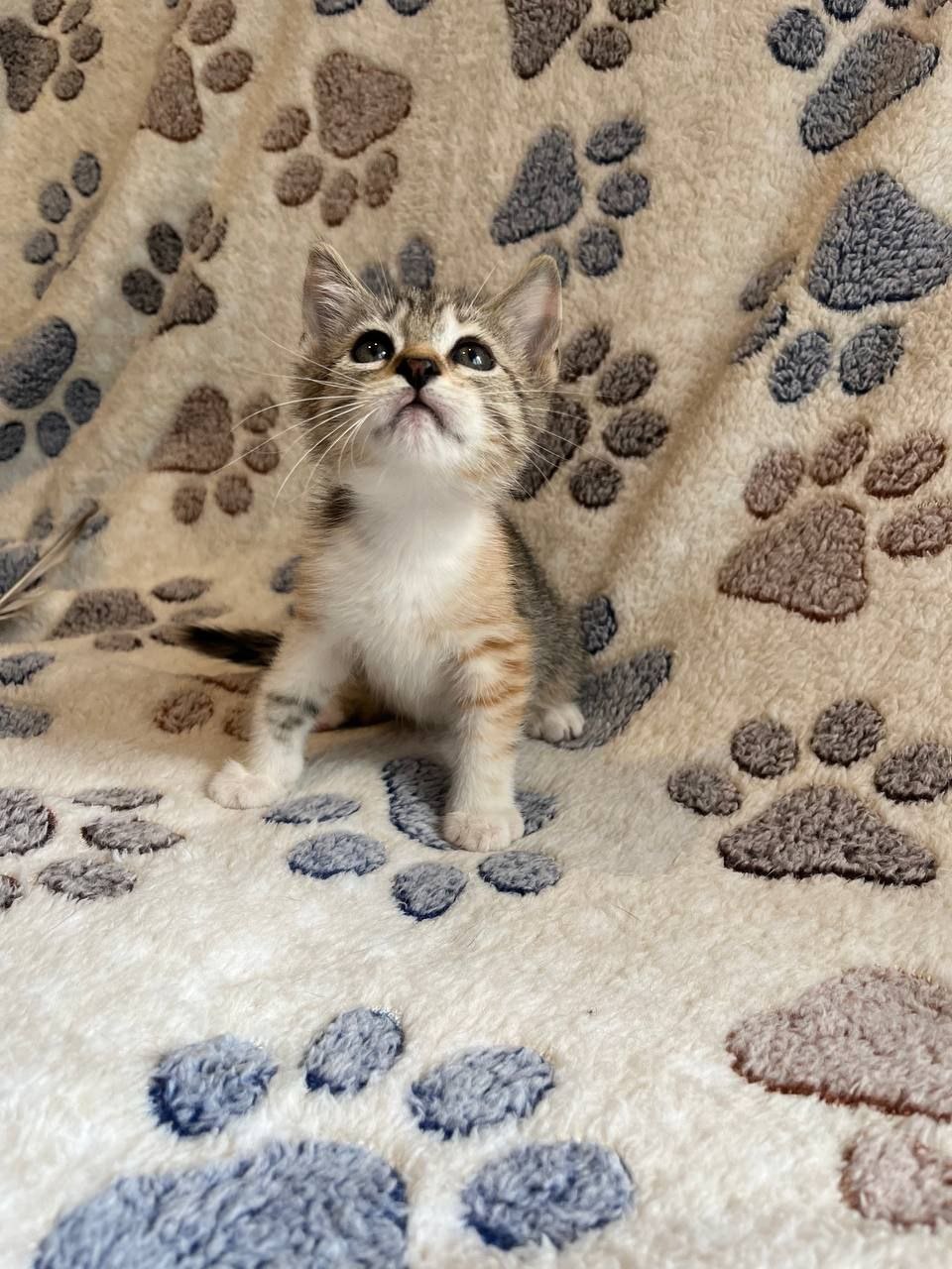 Гвоздика кошка из приюта
