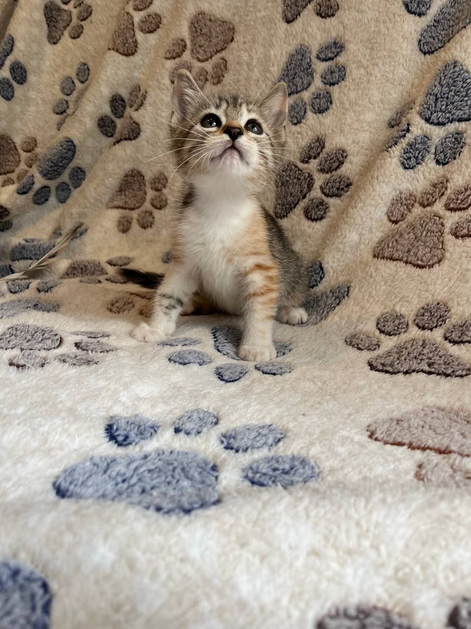 Гвоздика кошка из приюта