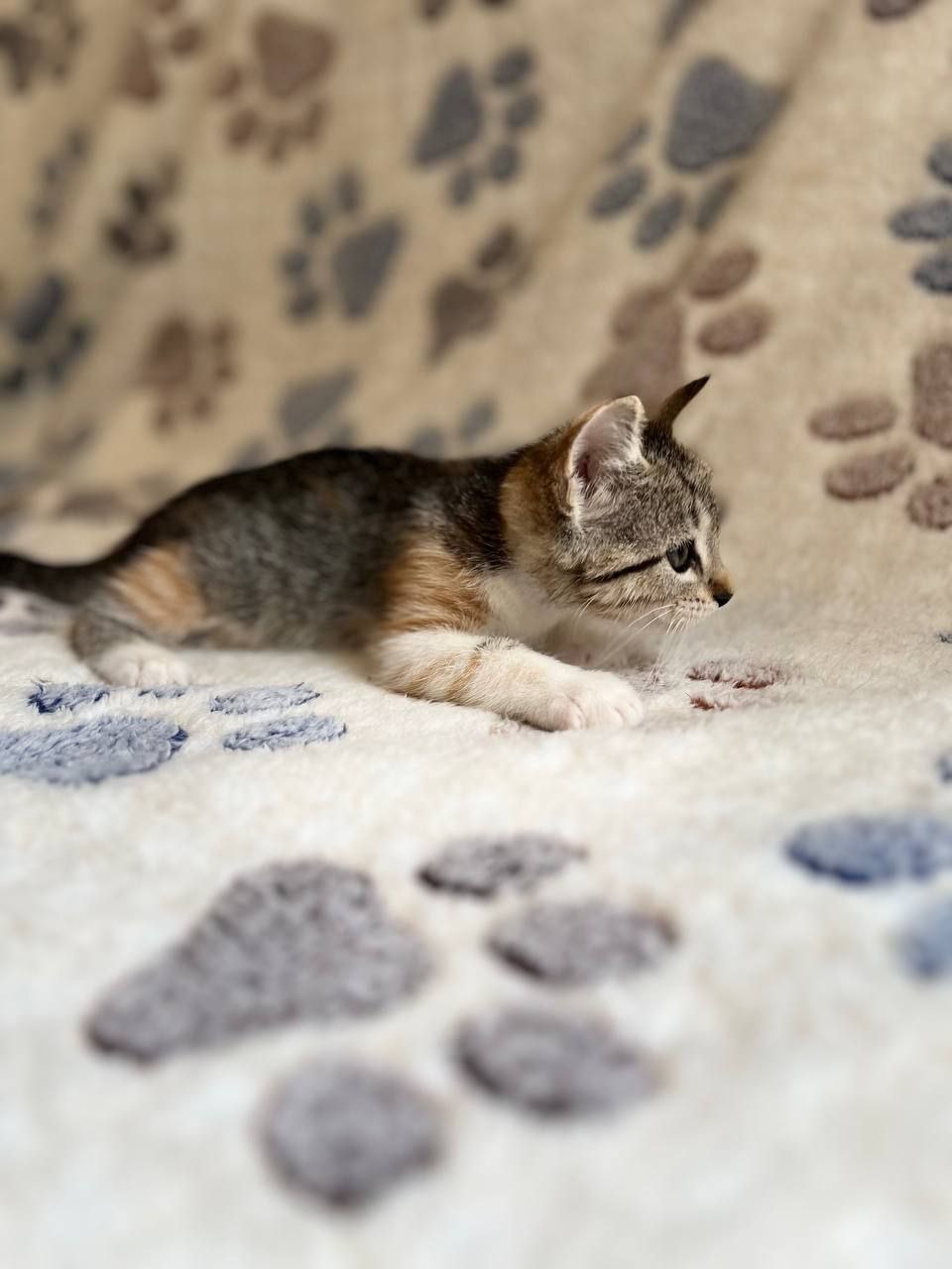 Гвоздика кошка из приюта