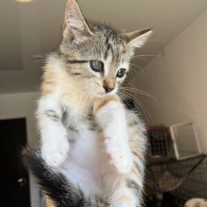Гвоздика кошка из приюта
