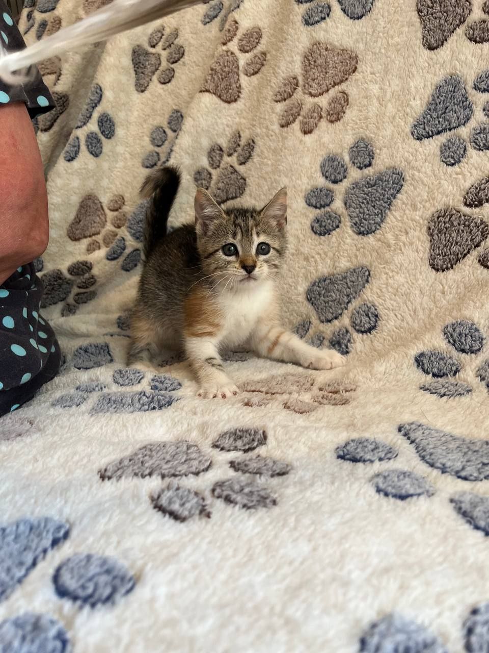 Гвоздика кошка из приюта