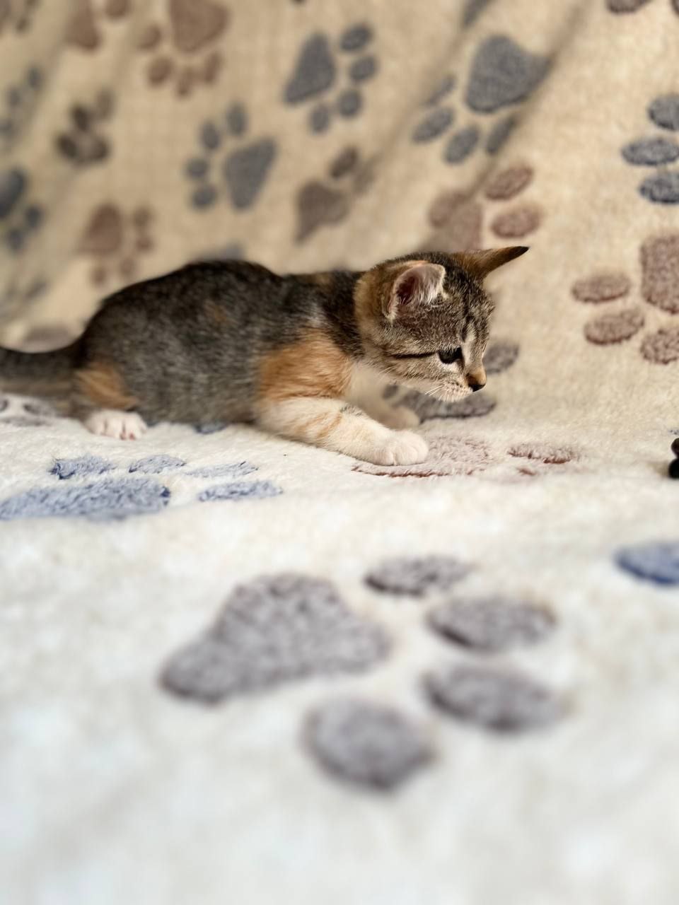 Гвоздика кошка из приюта