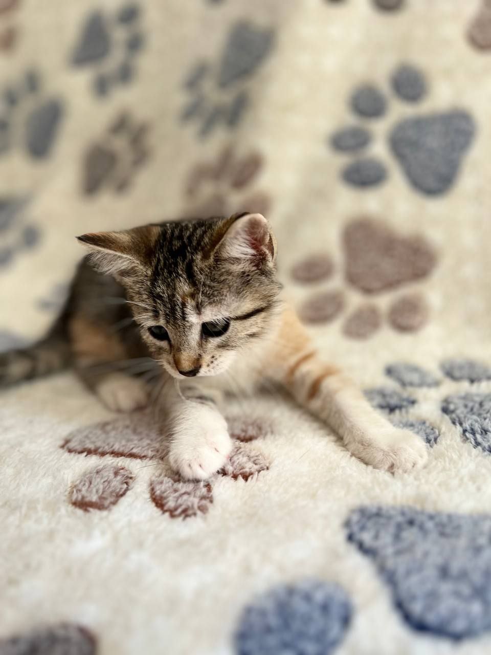 Гвоздика кошка из приюта