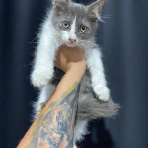 Одиссей кот из приюта