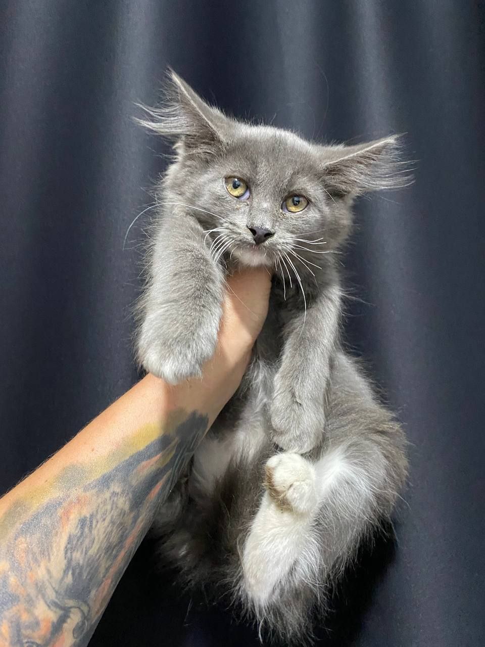 Пенелопа кошка из приюта