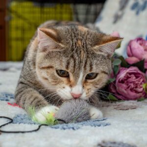 кошка ромашка из приюта