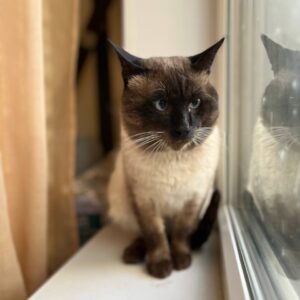 Кот Барон ищет дом