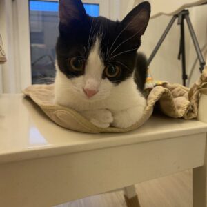 Кот Дионис ищет дом