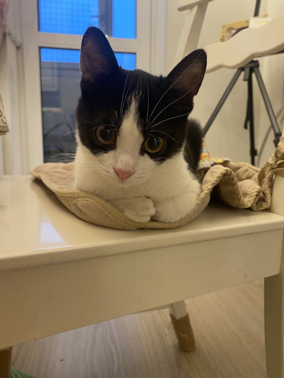 Кот Дионис ищет дом