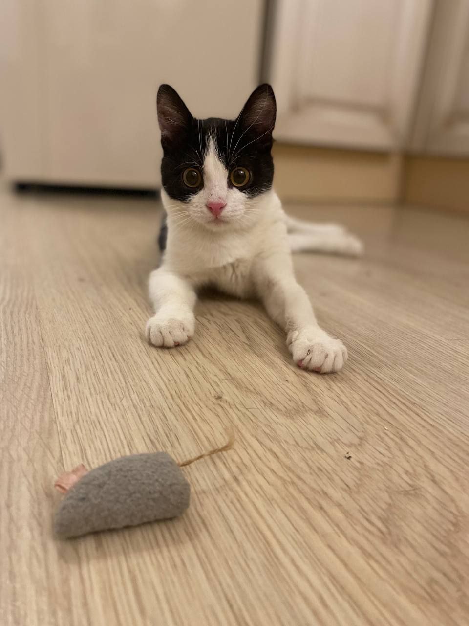 Кот Дионис ищет дом